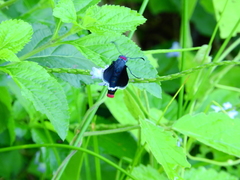 Mysoria barcastus