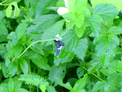 Mysoria barcastus