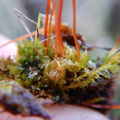 Splachnum luteum