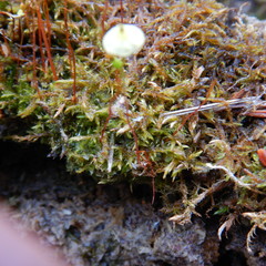 Splachnum luteum