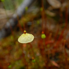 Splachnum luteum