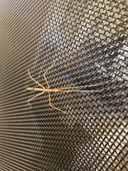 Pachymorpha