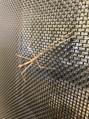 Pachymorpha
