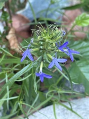 Lobelia dunnii