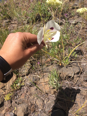 Calochortus eurycarpus
