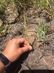 Calochortus eurycarpus