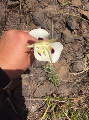 Calochortus eurycarpus