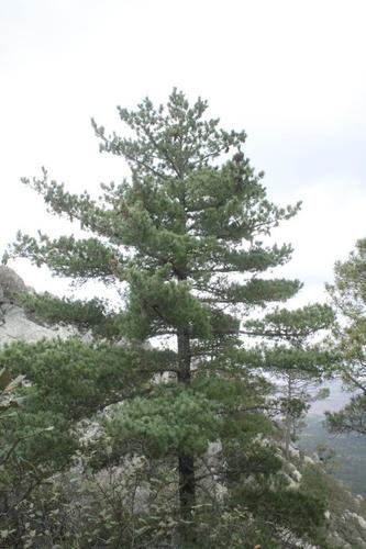 Styles's white pine