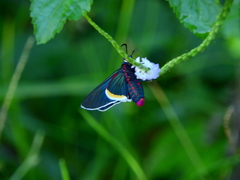 Mysoria barcastus
