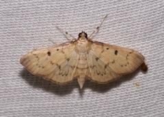 Herpetogramma fluctuosalis