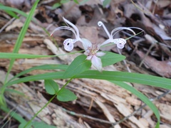 Monarda russeliana