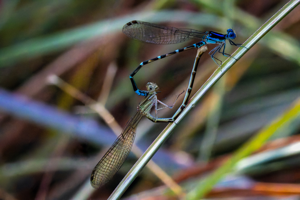Blue-ringed Dancer from North Central, Carrollton, TX, USA on July 18 ...
