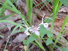 Monarda russeliana