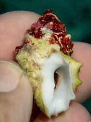 Muricoidea