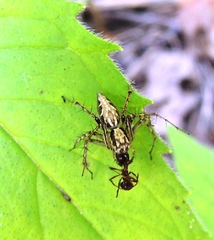 Oxyopes acleistus