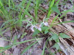 Monarda russeliana