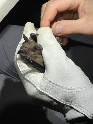 Lesser Spear-nosed Bat