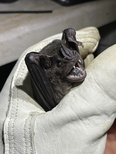 Dark Fruit-eating Bat