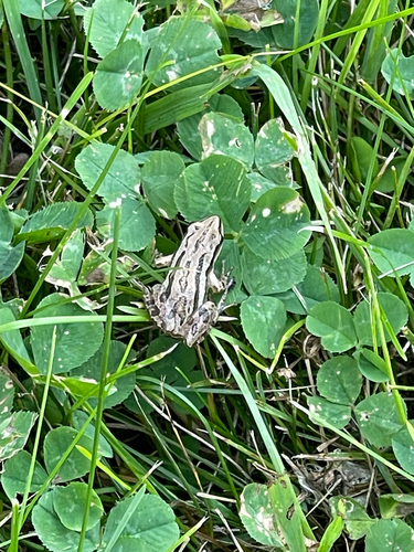 Boreal Chorus Frog photographed in South Dakota