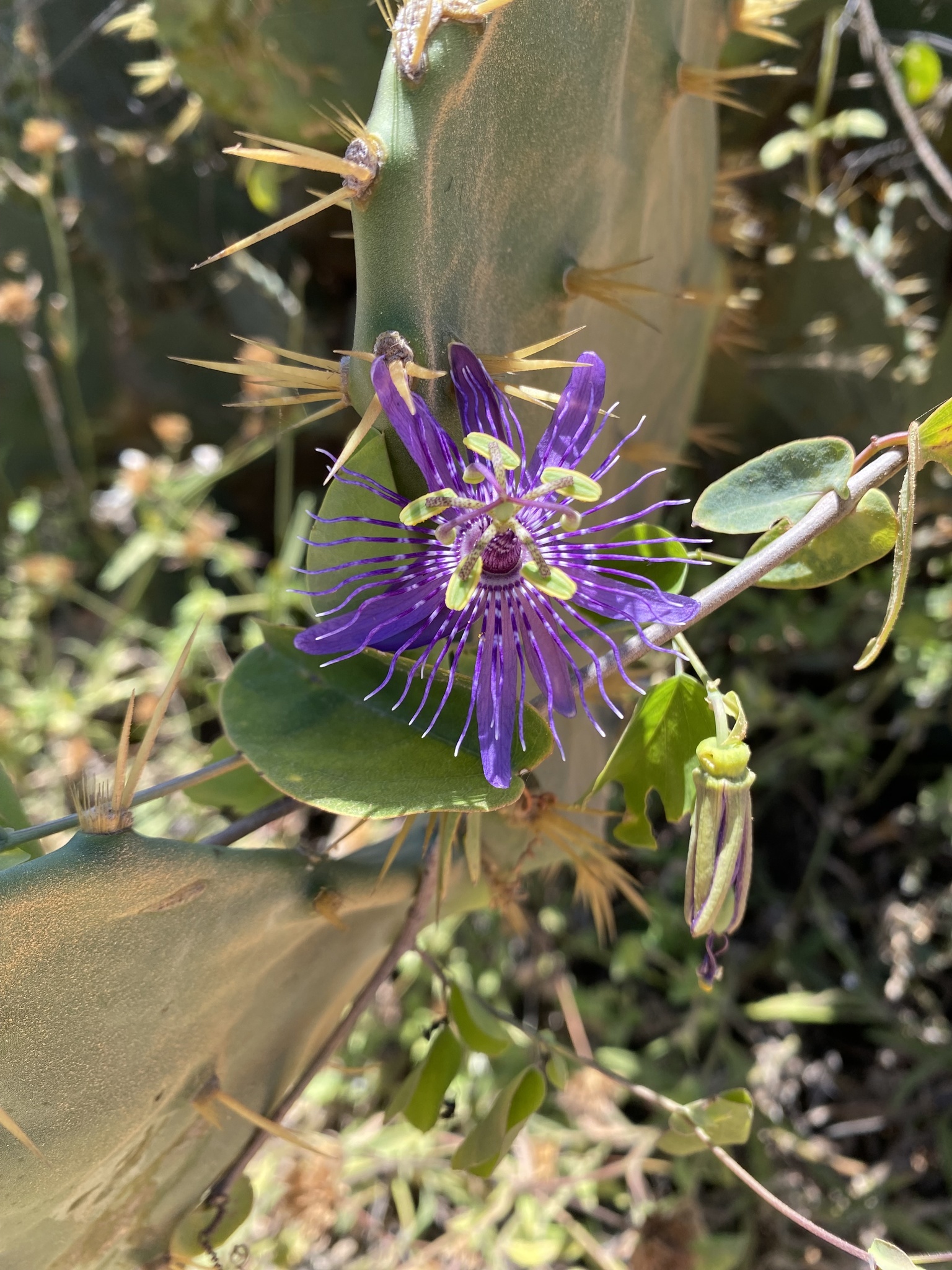 Passiflora subrotunda