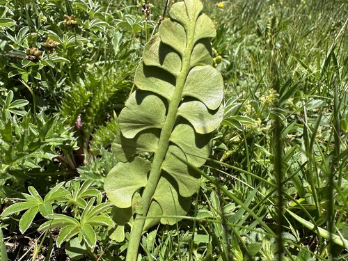 Botrychium lunaria