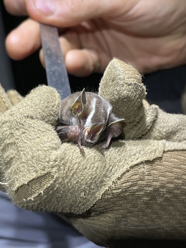 Bidentate Yellow-eared Bat