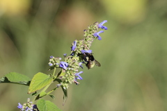 Bombus weisi