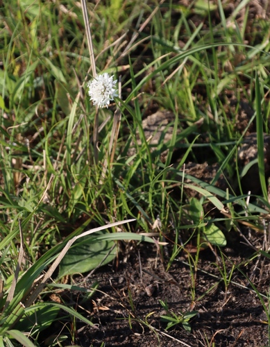 Cephalaria oblongifolia (Cephalaria oblongifolia)