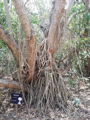 Bravaisia integerrima