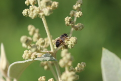 Apis mellifera