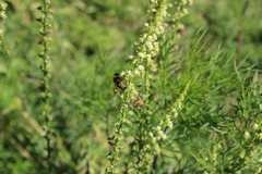 Apis mellifera