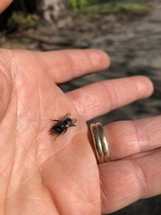 Osmia lignaria lignaria