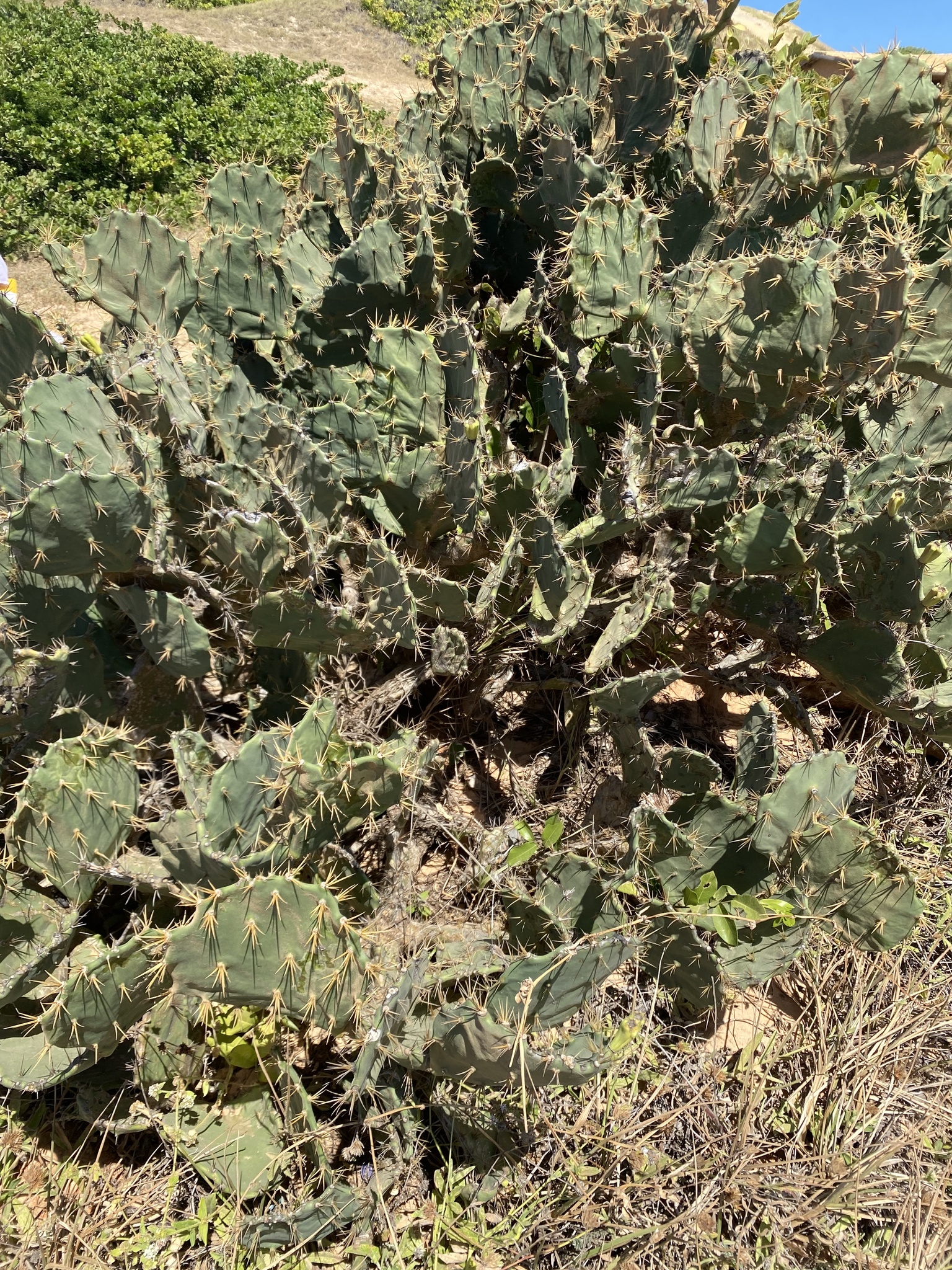 Opuntia dillenii