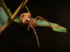 Araneus arenaceus