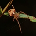 Sandy Orbweaver - Photo (c) Paul George, some rights reserved (CC BY-NC-SA), uploaded by Paul George