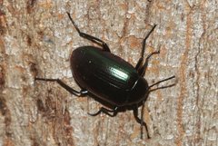 Chalcopteroides cyanopterus