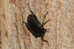 Chalcopteroides cyanopterus