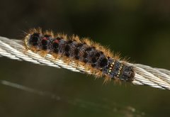 Euproctis semifusca