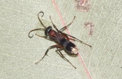 Psoropempula erythrostethus