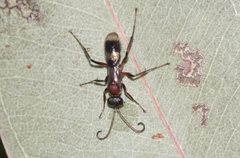 Psoropempula erythrostethus