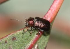 Chloroplisma viridis