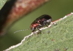 Chloroplisma viridis