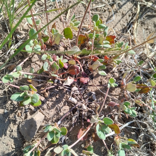 Image of Eriogonum marifolium by (c) Bryce, some rights reserved (CC BY)
