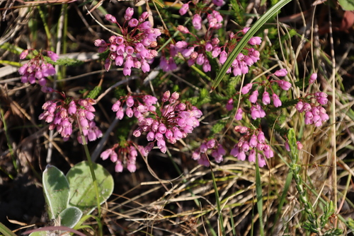 Image of Cube Heath (Erica cubica) by (c) Tony Rebelo, some rights reserved (CC BY-SA)