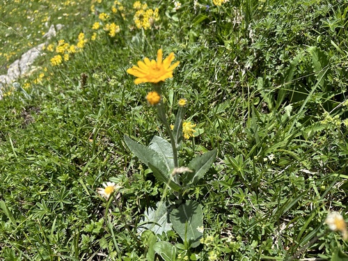 Image of Chamois Ragwort by no rights reserved