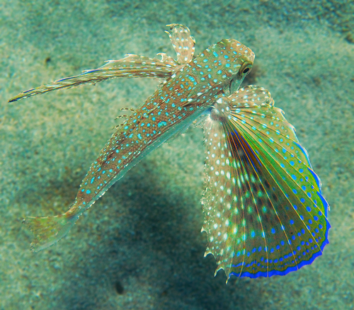Flying Gurnard