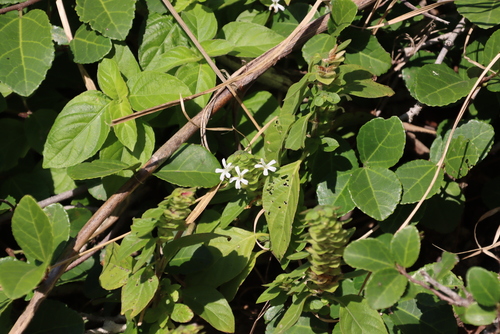 Image of Phaulopsis imbricata by (c) Tony Rebelo, some rights reserved (CC BY-SA)