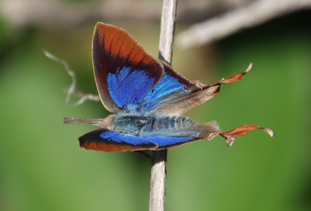 Amber Fig-tree Blue