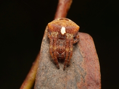 Araneus arenaceus