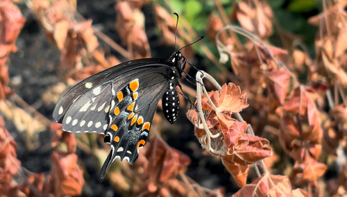 Black swallowtail